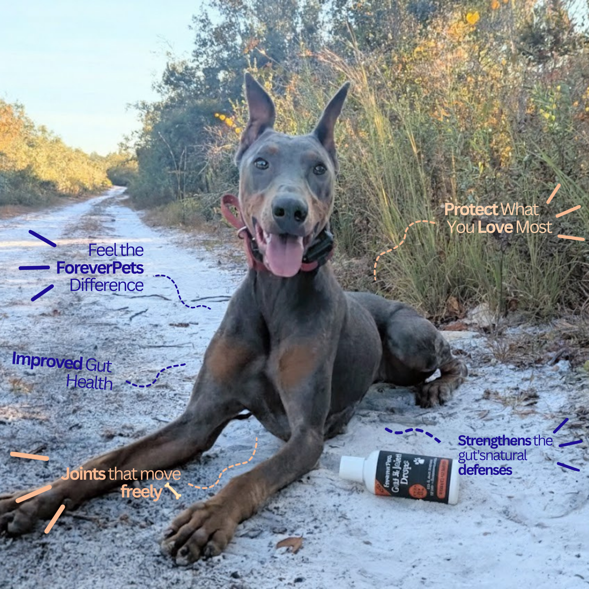 ForeverPets® PRO+ Gut & Joint Probiotic Drops™